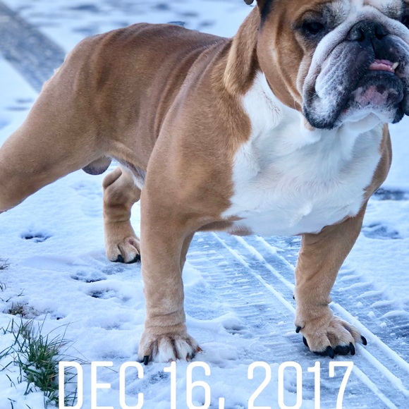 Meet your Poshers, Ann & Trish Doglova &Moms - Picture 6 of 8